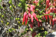 Erica monadelphia