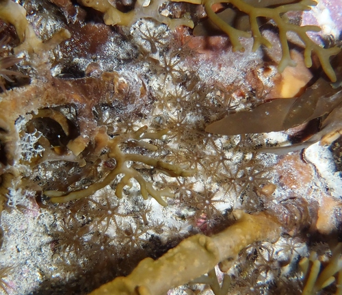 Clavularia novaezealandiae