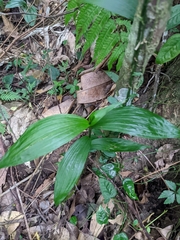 Tropidia curculigoides