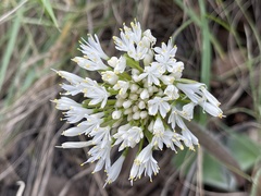 Haemanthus humilis humilis