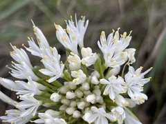 Haemanthus humilis humilis