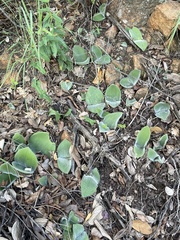 Haemanthus humilis humilis