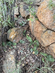 Haemanthus humilis humilis