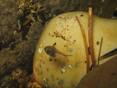 Pempheris klunzingeri