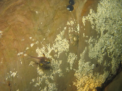 Pempheris klunzingeri