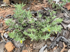 Leobordea divaricata