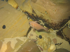 Pempheris klunzingeri