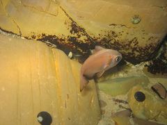 Pempheris klunzingeri