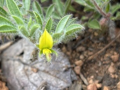 Leobordea divaricata