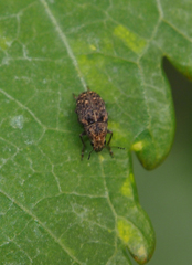 Araecerus