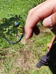 Anax nigrofasciatus