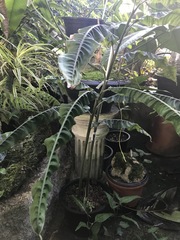 Alpinia rugosa