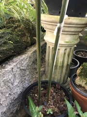 Alpinia rugosa