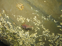 Pempheris klunzingeri