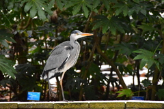 Ardea cinerea