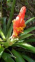 Guzmania berteroniana