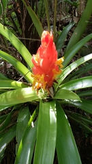 Guzmania berteroniana