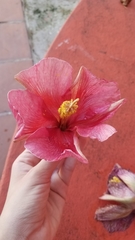 Thespesia grandiflora