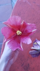 Thespesia grandiflora