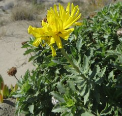Grindelia patagonica