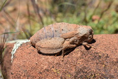 Trachypetrella anderssonii