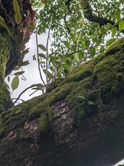 Dendrobium catenatum