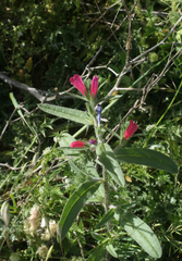 Echium horridum
