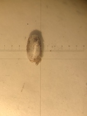 Acroloxus lacustris