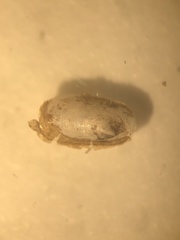 Acroloxus lacustris