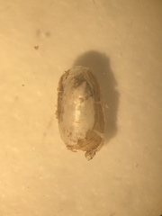 Acroloxus lacustris