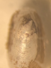 Acroloxus lacustris