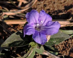 Ruellia erythropus