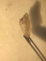 Acroloxus lacustris