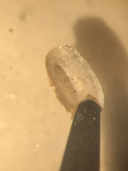 Acroloxus lacustris
