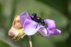Sagra bicolor