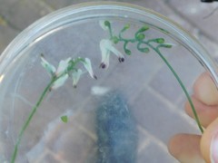 Fumaria capreolata