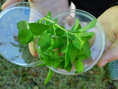 Euphorbia peplus