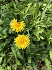 Taraxacum officinale