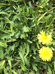 Taraxacum officinale