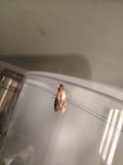 Plodia interpunctella