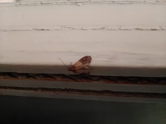 Plodia interpunctella