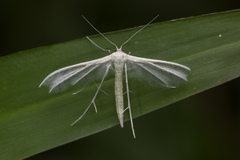 Pterophorus lacteipennis