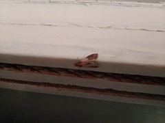 Plodia interpunctella