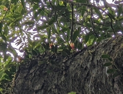 Dendrobium nakaharae