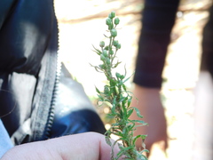 Erigeron canadensis