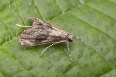 Paracataclysta fuscalis