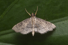 Protonoceras