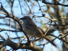 Rhynchospiza strigiceps