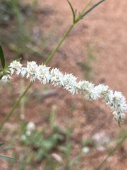 Cyphocarpa angustifolia