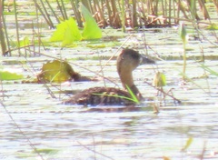 Thalassornis leuconotus